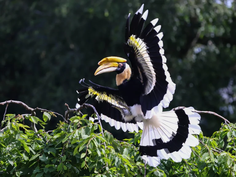 Dubbele neushoornvogel tijdens demo
